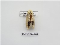 藏品(蘋掌舟蛾)的圖片